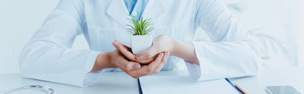panoramic shot of doctor sitting at workplace and holding green potted plant