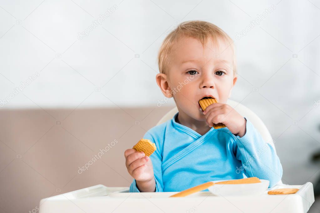 cute toddler kid sitting in feeding chair and eating sweet cookies at home 