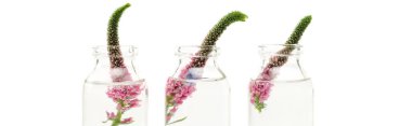 panoramic shot of glass bottles with pink veronica flowers isolated on white  clipart