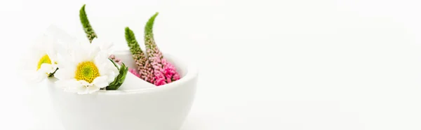 Квіти Вероніки Хризантеми Розчині Поблизу Молюсків Ізольовані Білому — стокове фото