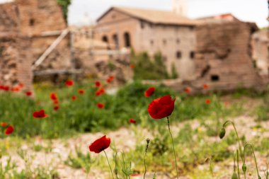 Roma' da binaların yakınında kırmızı haşhaş ve yeşil çim seçici odak, İtalya