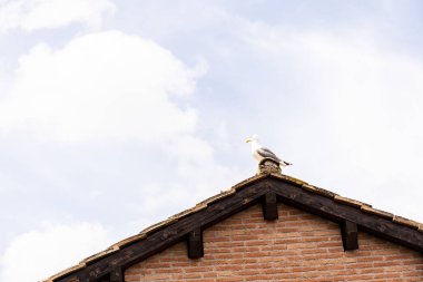 roma, İtalya bulutlu gökyüzü altında çatıda martı