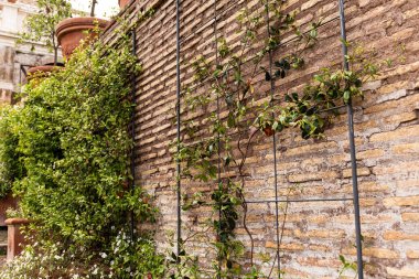 Roma, İtalya yeşil bitkiler ile eski tuğla duvar