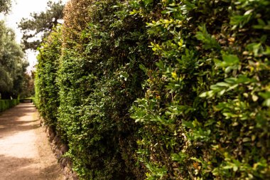 selective focus of green bushes in sunny day in rome, italy clipart