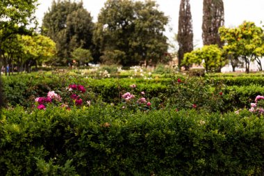 green bushes and flowers in park in rome, italy clipart
