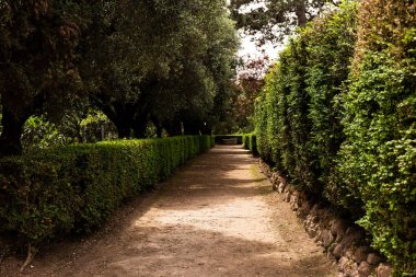 roma güneşli bir günde yeşil ağaçlar ve çalılar, İtalya