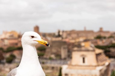 Roma'da binaların önünde beyaz martı, İtalya