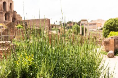 Roma'da güneşli bir günde binaların önünde yeşil çim, İtalya