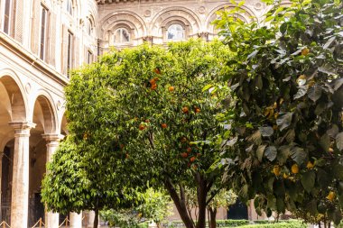 Roma, İtalya - 28 Haziran 2019: Roma,İtalya'daki eski binaların önünde limonlu ve mandalinalı meyve ağaçları