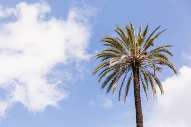 roma, İtalya bulutlar ile mavi gökyüzü altında palmiye ağacı