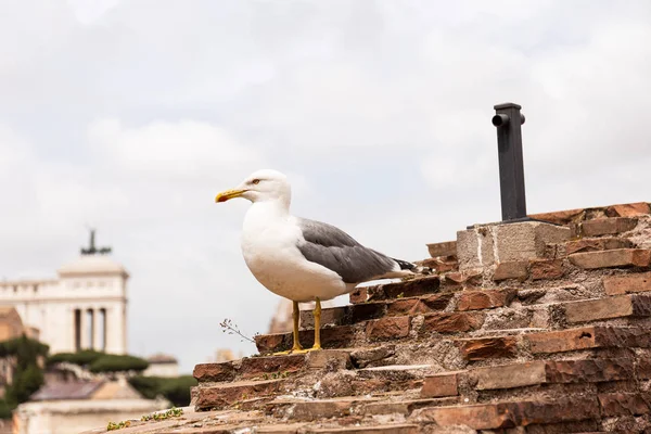 Seagull Textured Bricked Building Grey Sky Rome Italy — Stock Photo, Image