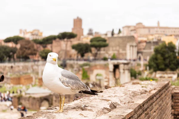 Möwe Auf Altem Gebäude Mit Kamera Rom Italien — Stockfoto