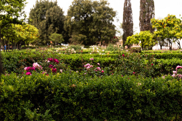 green bushes and flowers in park in rome, italy