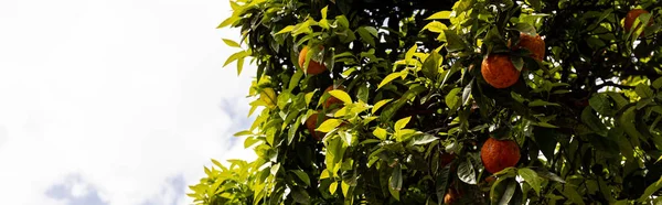 Plano Panorámico Árbol Con Hojas Verdes Mandarinas Maduras Bajo Cielo —  Fotos de Stock