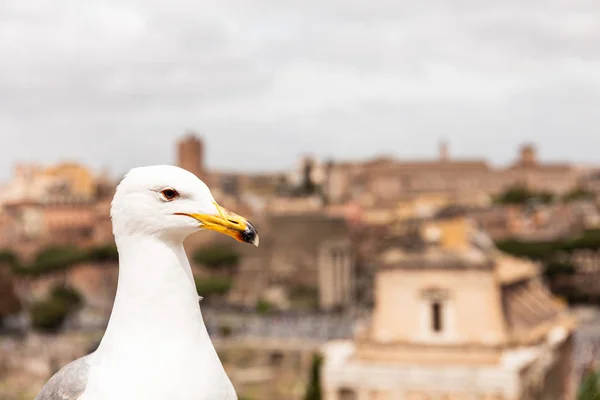 Gaivota Branca Frente Edifícios Roma Itália — Fotografia de Stock