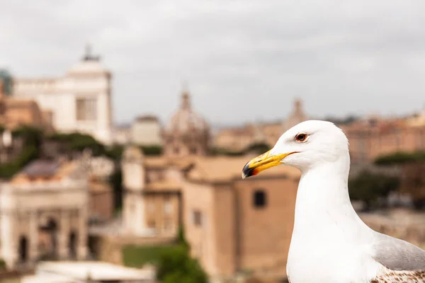 Λευκός Γλάρος Μπροστά Από Κτίρια Στη Ρώμη Ιταλία — Φωτογραφία Αρχείου