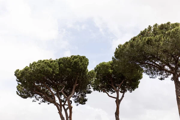 Árboles Con Hojas Verdes Bajo Cielo Con Nubes Roma Italia — Foto de Stock