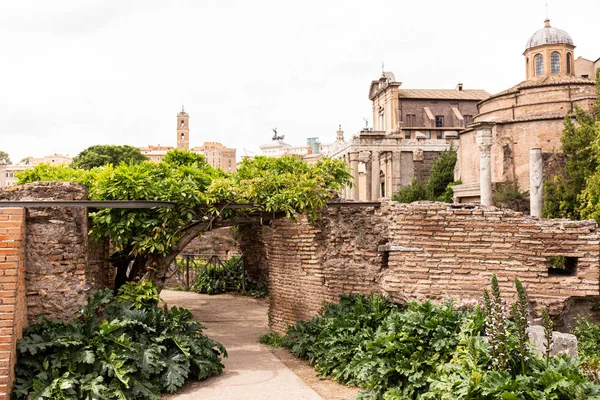 Roma Italia Junio 2019 Edificios Antiguos Paredes Ladrillo Plantas Verdes — Foto de Stock