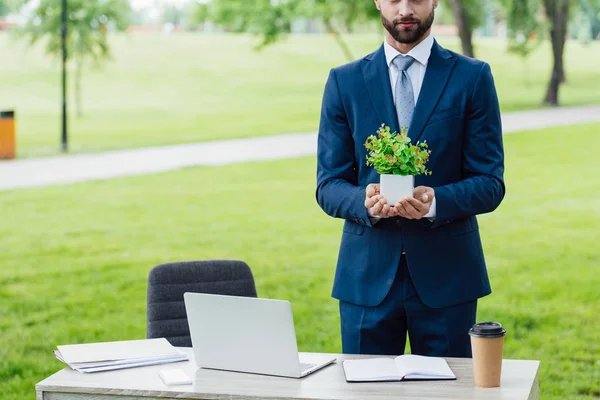 Cropped View Young Businessman Holding Fower Pot Plant White Table — Stock Photo, Image