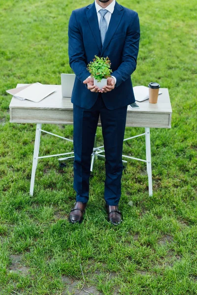 Vista Cortada Homem Negócios Novo Que Apresenta Flowerpot Branco Com — Fotografia de Stock