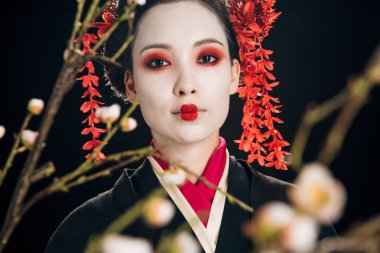 siyah kimono içinde geyşa seçici odak saç ve siyah izole sakura dalları kırmızı çiçekler ile
