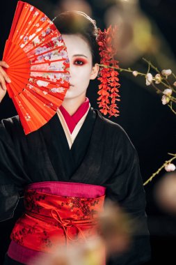 selective focus of beautiful geisha in black kimono with red flowers in hair holding hand fan in front of face and sakura branches isolated on black clipart