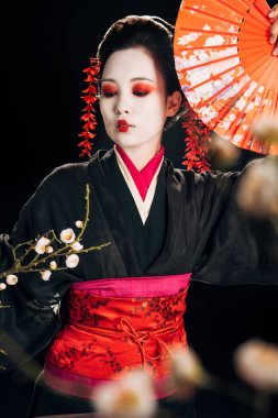 siyah kimono güzel geyşa seçici odak saç el fan ve siyah izole sakura dalları tutan kırmızı çiçekler ile