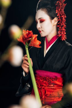 siyah kimono içinde geyşa seçici odak kırmızı çiçekler ve siyah izole sakura dalları ile