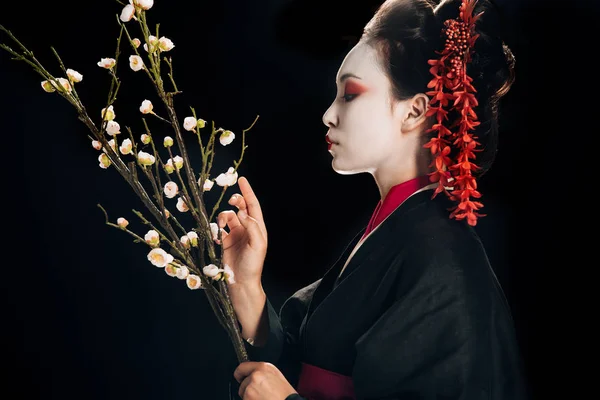 siyah siyah kimono güzel geyşa yan görünümü siyah izole sakura dalları tutan saç kırmızı çiçekler ile
