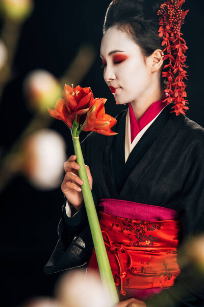 selective focus of geisha in black kimono with red flowers and sakura branches isolated on black