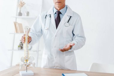 cropped view of doctor gesturing while touching spine model  clipart