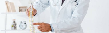 panoramic shot of doctor in white coat pointing with finger at spine model  clipart