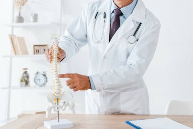 cropped view of doctor in white coat pointing with finger at spine model in clinic clipart
