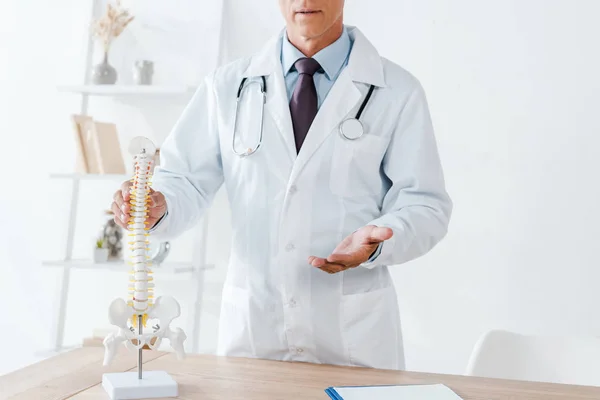 脊椎モデルに触れながら医師のジェスチャーのトリミングビュー — ストック写真