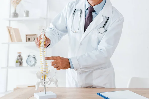 在诊所 穿着白色外套的医生用手指指着脊柱模型 — 图库照片