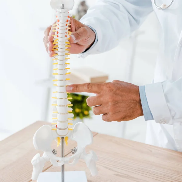 Vista Recortada Del Médico Apuntando Con Dedo Modelo Columna Vertebral —  Fotos de Stock