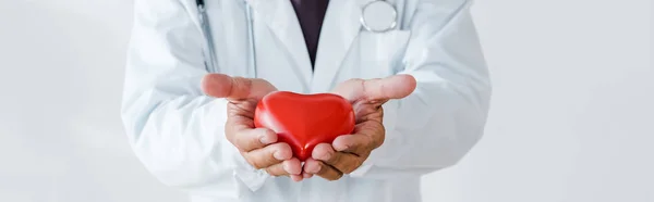 白に手に赤い心臓モデルを保持している医師のパノラマショット — ストック写真