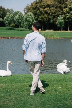 parkta beyaz kuğular ile göl yakınında duran genç adamın arka görünümü