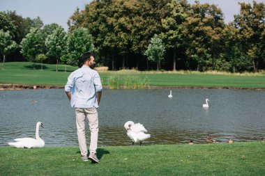back view of young man standing near pond with white swans in park clipart