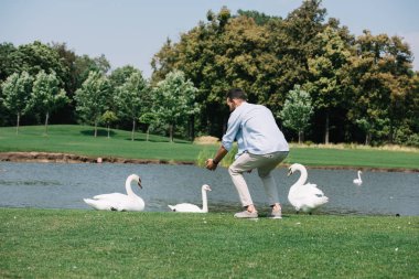 young man standing with outstretched hands near white swans in park clipart