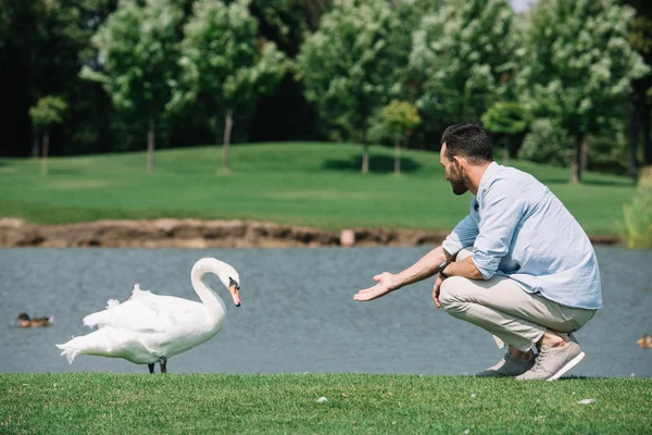 Parkta Beyaz Kuğu Yakınında Uzanmış Ile Ayakta Genç Adam — Stok fotoğraf