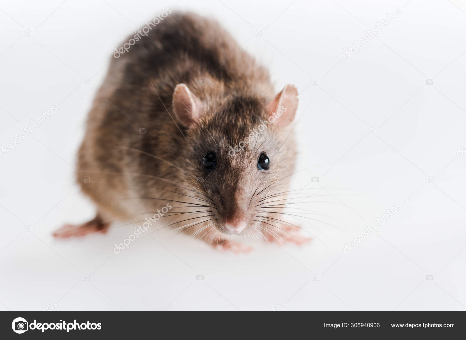 Selective Focus Small Fluffy Rat Isolated White Stock Photo