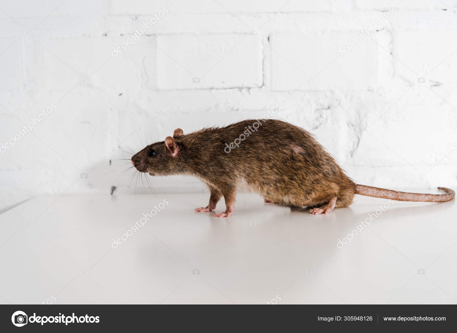 Souris Images Libres De Droit Photos De Souris Depositphotos Souris Images Libres De Droit Photos De Souris Depositphotos