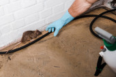 Ausgeschnittene Ansicht eines Kammerjägers im Latexhandschuh, der Ratte in der Nähe von Ziegelmauer fängt 