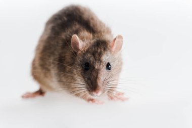 selective focus of small and fluffy rat isolated on white  clipart