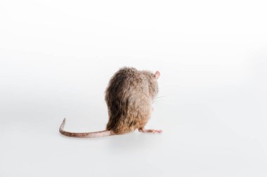 little domestic rat  on white with copy space clipart