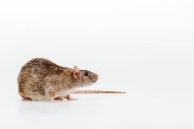 small and cute domestic rat isolated on white  clipart