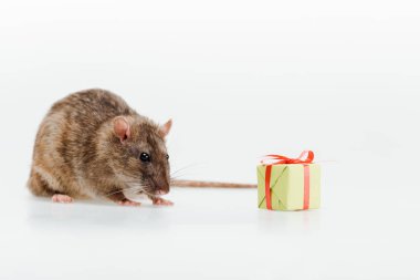  little and cute rat near toy present on white clipart