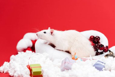hediyeler ve kırmızı izole kırmızı çilek yakın santa şapka üzerinde küçük fare seçici odak 