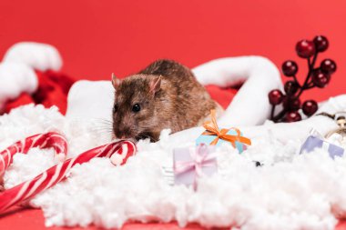 tatlı şeker kamışı ve hediyeler kırmızı izole yakın santa şapka fare seçici odak 